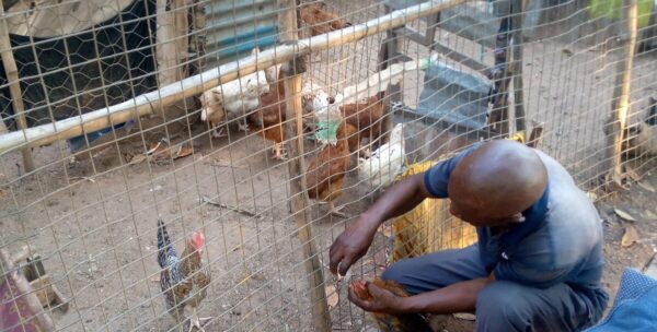 Chicken Vaccination Project — DRC